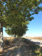 percorso per i pellegrini con filare d'alberi